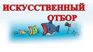 Искусственный Отбор