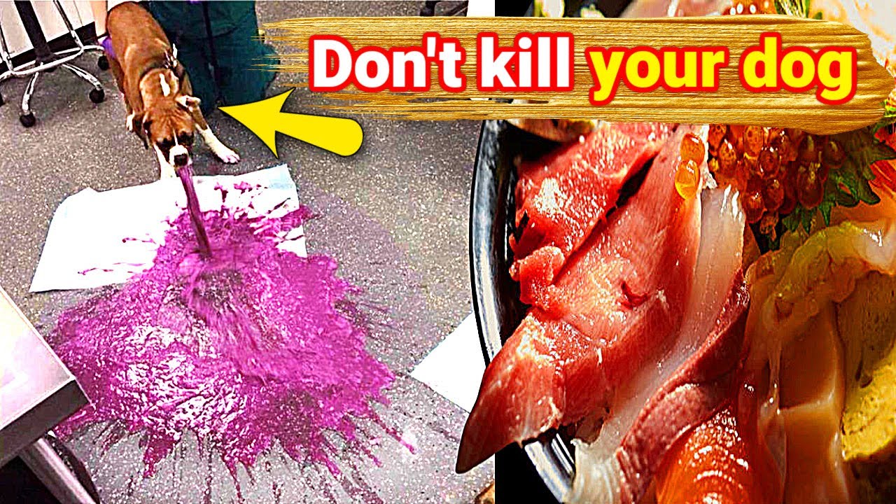 22 Foods That Will Kill Your Dog Common Foods That Will kill Your Dog