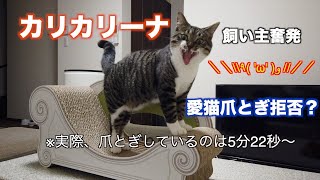 【猫・Vlog】高級爪とぎを買ってみました。