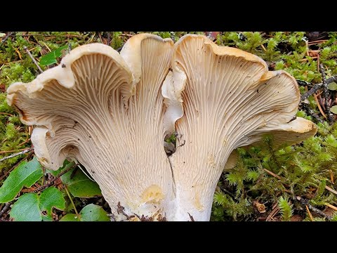 Video Mùa săn nấm rừng, nấm Mồng Gà mọc bạc ngàn hái mê... - youtube