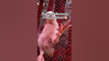 How to Paralysis disease in broiler chickens #boilar #frame #chicken #duckfarm #woodduck #viral