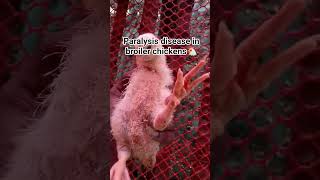 How to Paralysis disease in broiler chickens #boilar #frame #chicken #duckfarm #woodduck #viral