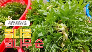 Eomnamul than wild ginseng_70-year-old Eomnamul Picking the order of Eomnamul by seseco_신작가의다큐 37,627 views 1 month ago 14 minutes, 27 seconds