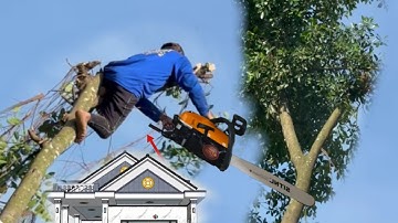 Cưa Cây Rừa Trên Nóc Nhà Quá Khó  Cho Thợ Cưa 