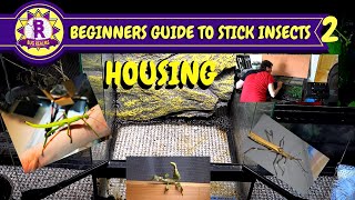 #2 Beginners Guide To Stick Insects : HOUSING