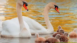 Swan family