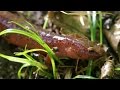 Salamander Ecology and Conservation