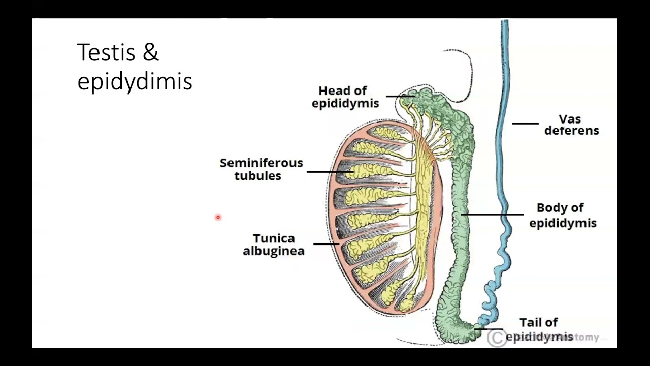 Lecture 7: Reproductive system
