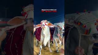 Biggest Ever Sibbi Jori 💯JDC Qurbani 2026  #bakraeid #cowlover #qurbani2026 #karachi #foryou #viral