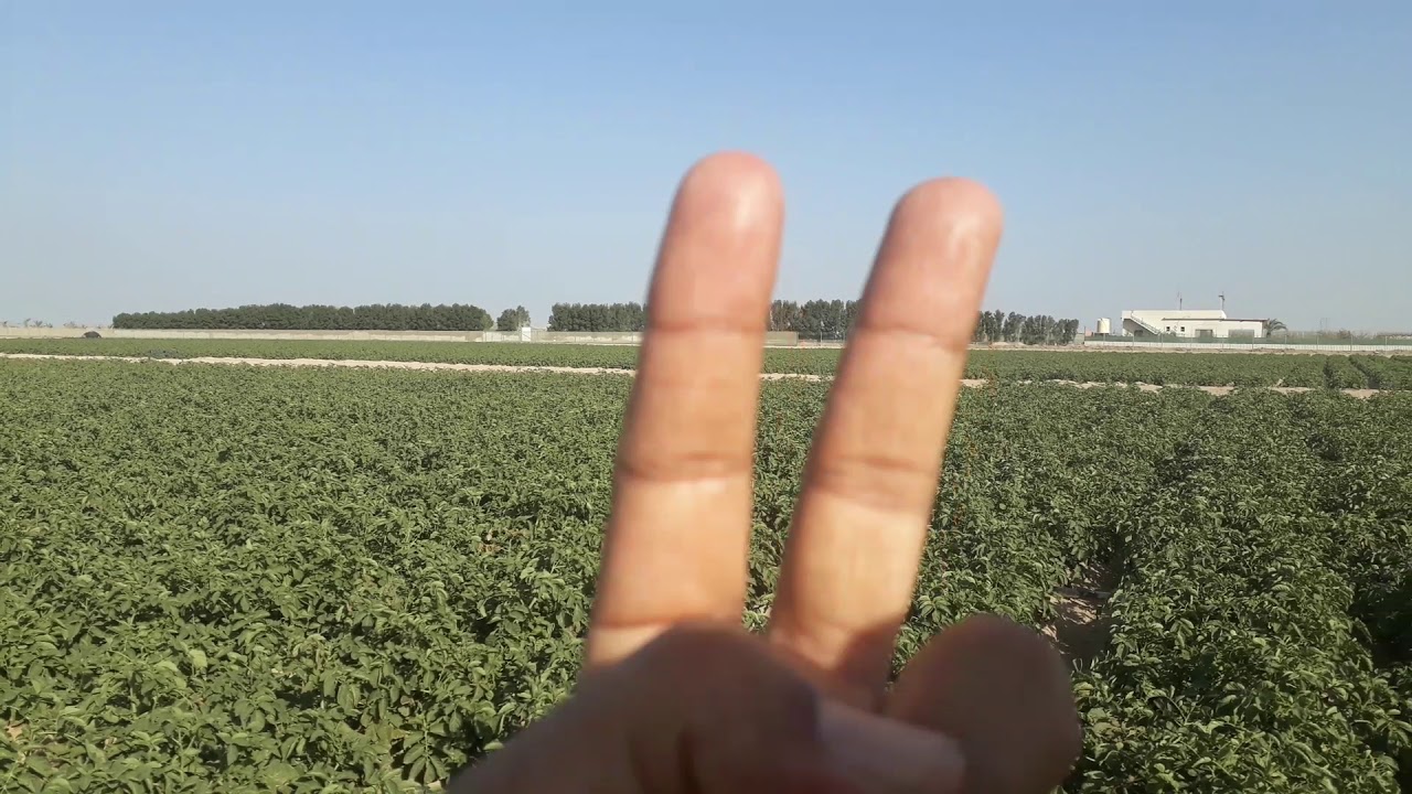 كيف يكون الاستعداد الحصاد البطاطس ..