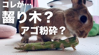 サトウキビ？アゴがイカれてしまうかもしれないウサギの齧り木の完成 #717