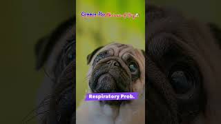 Common health issues of Pug /Problem of Pug /eye ulcer /Breath problems ytshort dog pets Pugdog