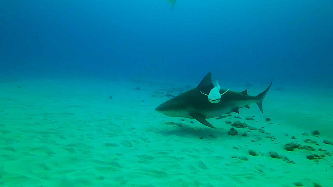 Scuba Diving with Bull Sharks, Playa Del Carmen, Mexico - YouTube
