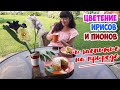 Цветение ИРИСОВ и ПИОНОВ в моем саду - 2021. Самые необычные и красивые сорта!