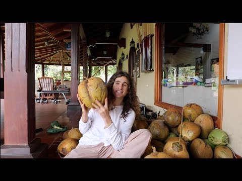 The Largest Coconut in the World! Superfood