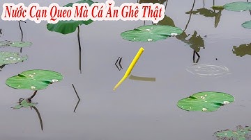 Câu Cá Rô Phi , Ao Sen Nước Cạn Queo Mà Cá Ăn Mạnh Kinh Khủng Càng Câu Nó Càng Ăn