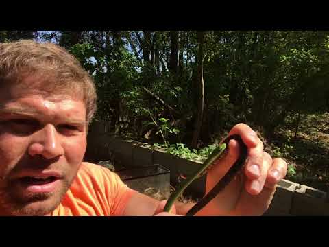 3 GA Snakes & Turtles