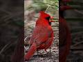 Gorgeous Cardinal Accidentally Loses His Meal