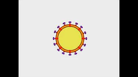 What are anti HIV antibodies?