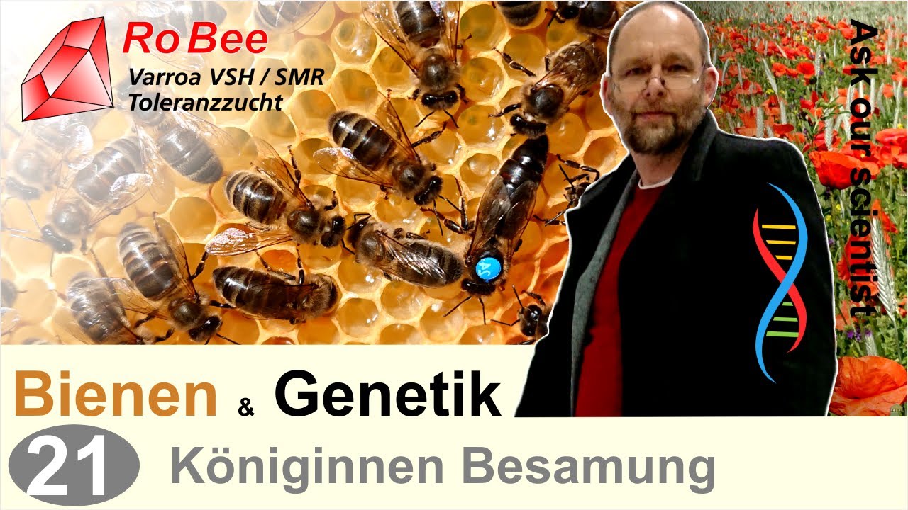 21) Bienen & Genetik - Besamung von Königinnen - eine Anleitung