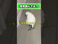忙しい朝だけ遠慮するゆきまる氏 #shorts