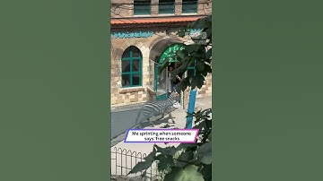 Zebra Escapes and Turns the Zoo Into a Racetrack!