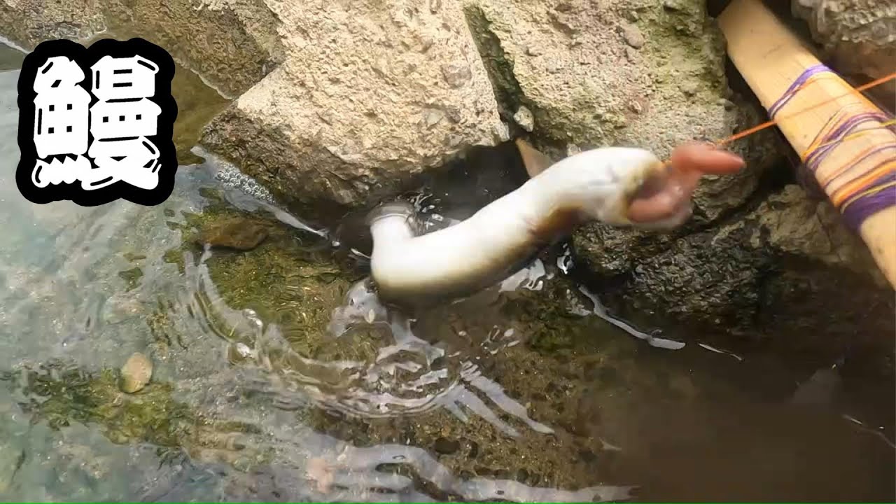 Самый интересный способ ловли рыбы.