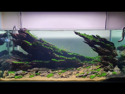 Video #11 [P2] Hướng dẫn chi tiết Set up/Vào cây bể thủy... - youtube