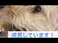 歯が抜けた！成犬になりつつあります！生後5ヶ月　ダップー　#shorts