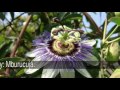 Flores nacionales latinoamericanas