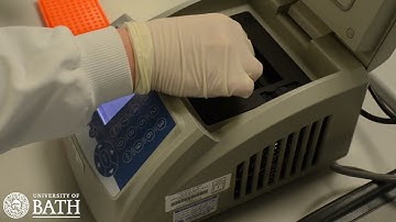 PCR Amplification of cheek cell DNA