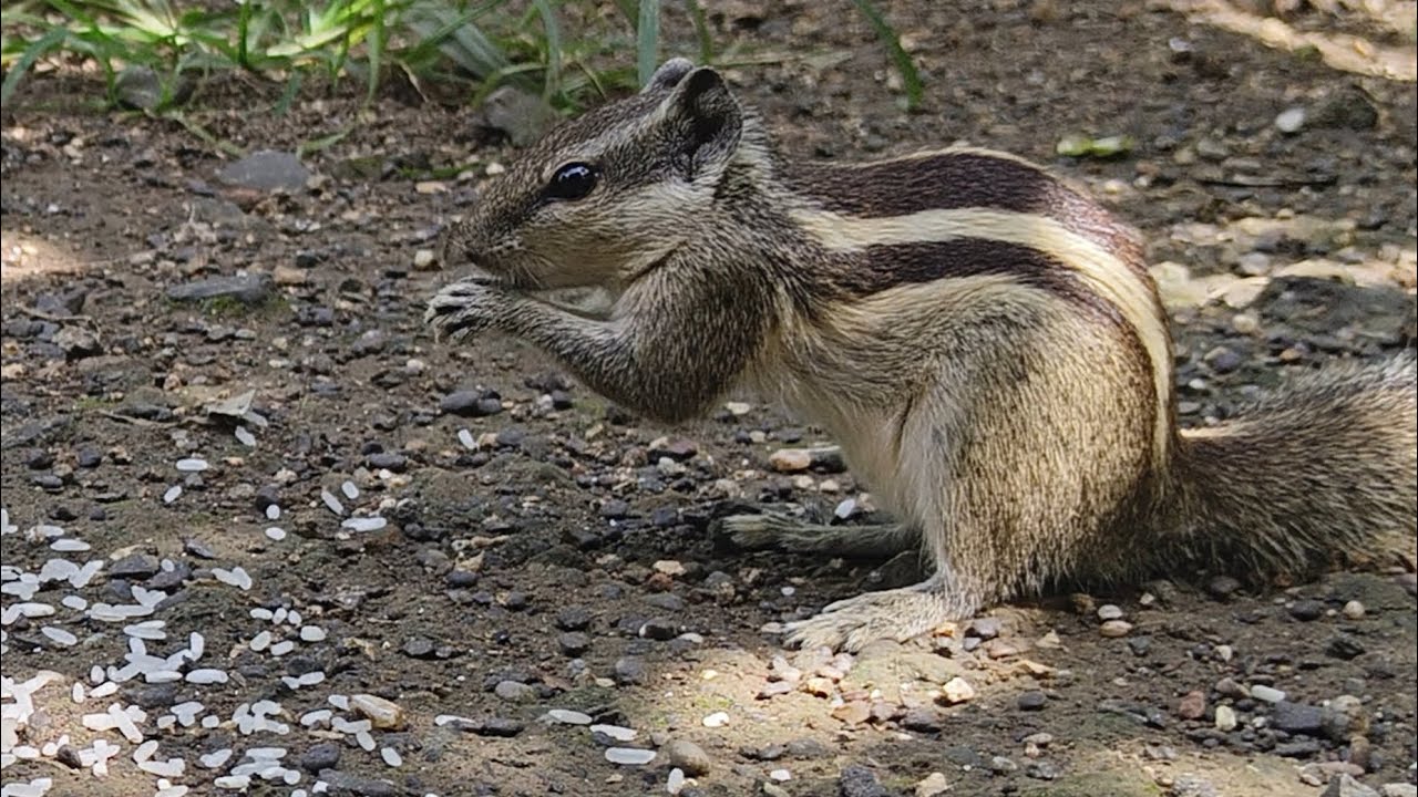 Gilhari Rama Gilhari natural 4k video #squirrel #viral #trending #natural #गिलहरी ...