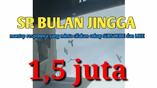 SP BULAN JINGGA ORIGINAL mantap responnya bosku