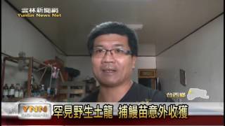 雲林新聞網-台西捕獲野生土龍 