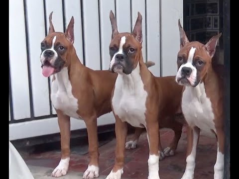 boxer puppies for sale price