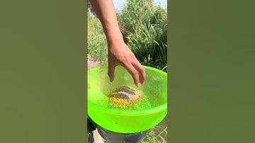 Mồi Câu Cá TƠ NHỆN Siêu Dính Cá RÔ CHÉP DIẾC chỉ trong 4 Phút! #fishing #shorts