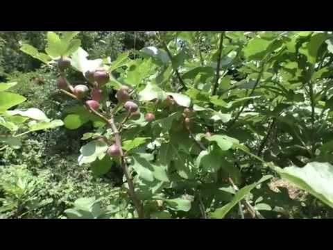 Видео: Обрезка инжира с листьями скрипки – Как обрезать фиговые деревья с листьями скрипки