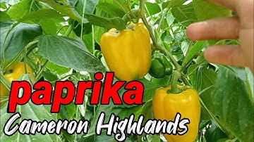 SEPERTI INILAH PERTANIAN CABE/PAPRIKA DI LUAR NEGERI