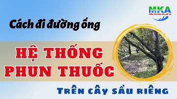 Cách đi đường ống của hệ thống phun thuốc trên cây sầu riêng