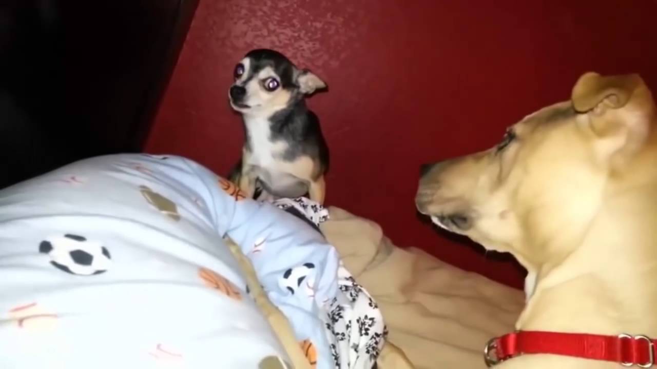 real doggo hours memes reddit