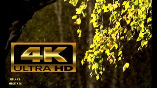 Golden Rainfall : 4K ASMR Ambiance for Multifaceted Bliss