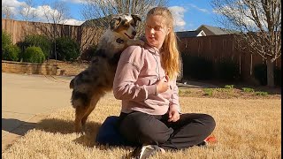 Training 'Selfie' dog trick by Dynasty Trick Dogs 177 views 1 month ago 6 minutes, 39 seconds