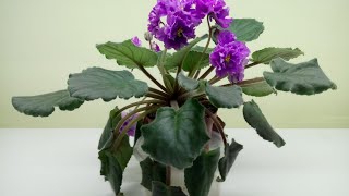 видео: Чем опасно пересыхание фитиля для фиалки? Причины и способы решения!!! картинка: Чем опасно пересыхание фитиля для фиалки? Причины и способы решения!!!