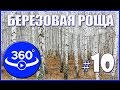 Видео 360 градусов. Берёзовая роща в степях Казахстана.