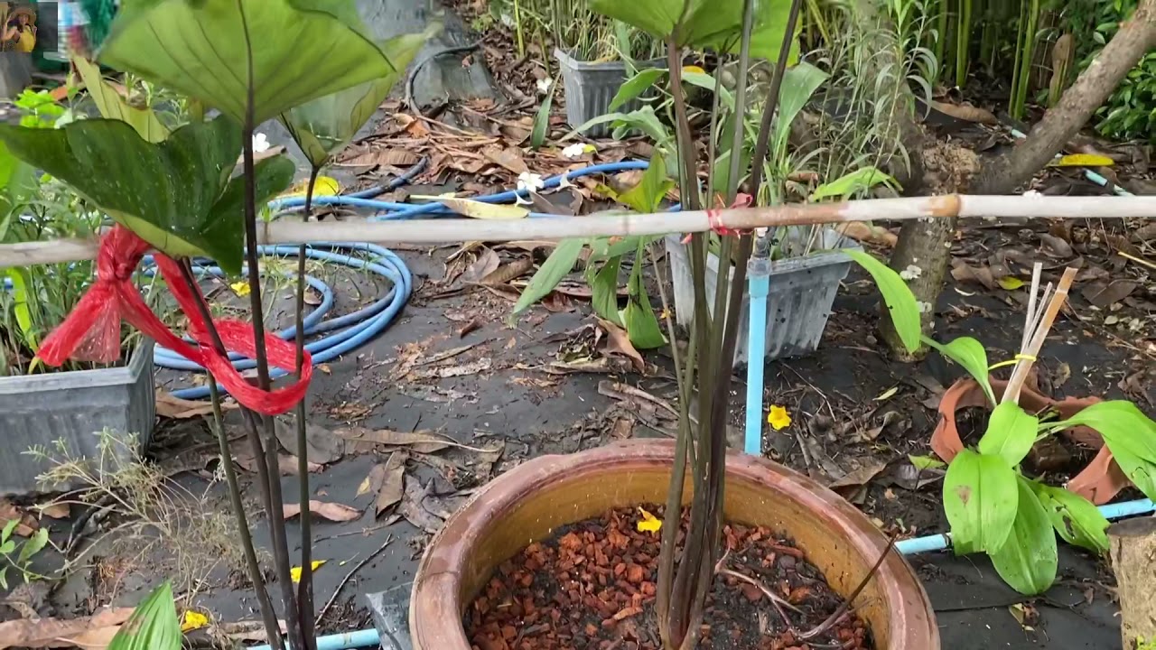 Colocasia coffee cups อีกหนึ่งในตระกูลบอนที่มีใบสวยแปลก น่าสะสม