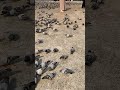 Hajj 2024  The pigeon in Makkah 19 June