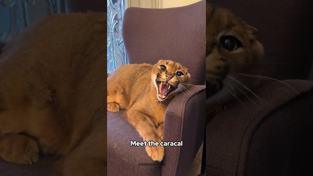 Caracal: The Silent Predator of Africa