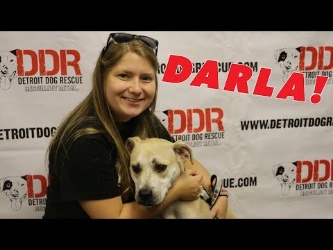 Video: Adoptable Dog Of the Week - Emmy