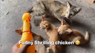 Funny Shrilling Chicken with Cats