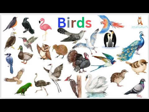 Where Can I Buy Budpop Cbd Gummies [1mc3vsNXQo]